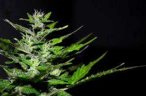Acquistare cannabis legale