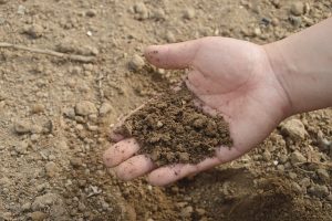 Investire in agricoltura: guida all’acquisto di fertilizzanti costi-efficienza